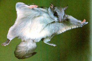 northern-flying-squirrel